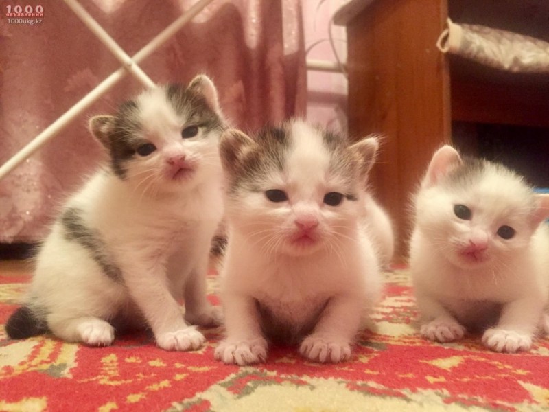 Трехнедельный котенок