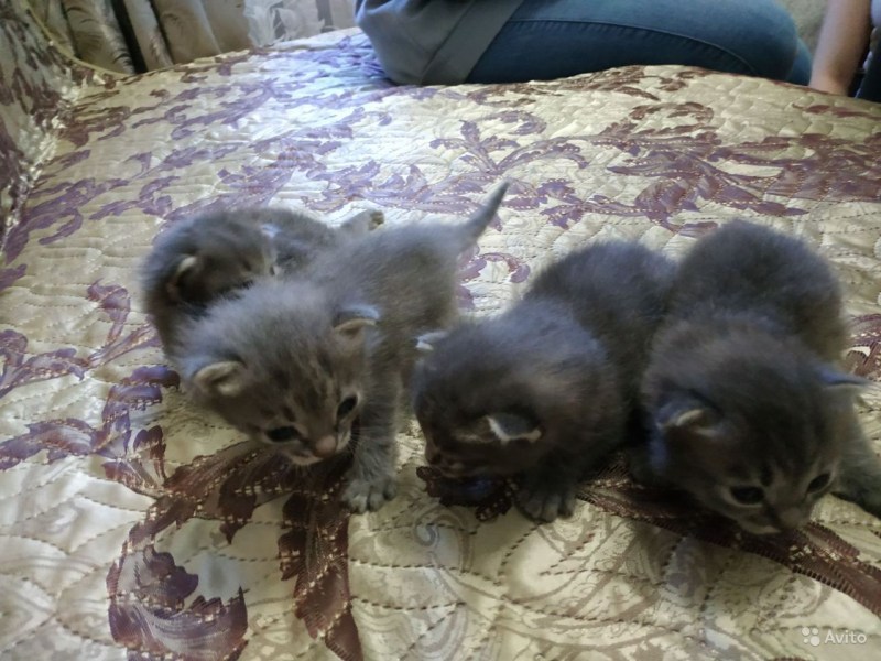 Котенок три недели