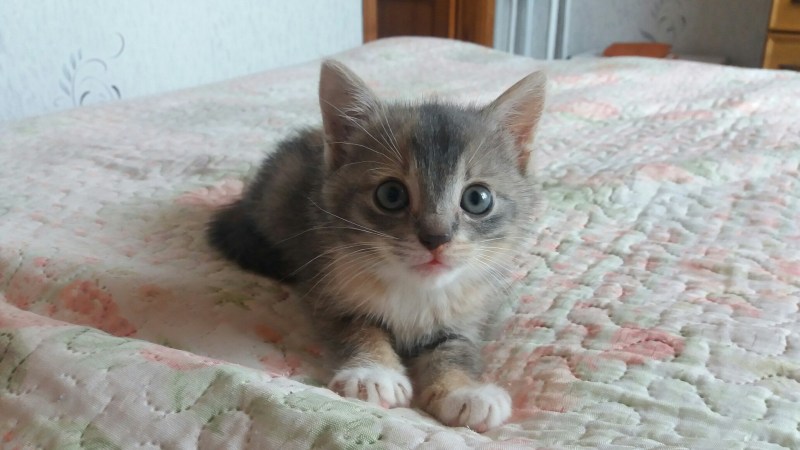 Вислоухие котята 2 недели