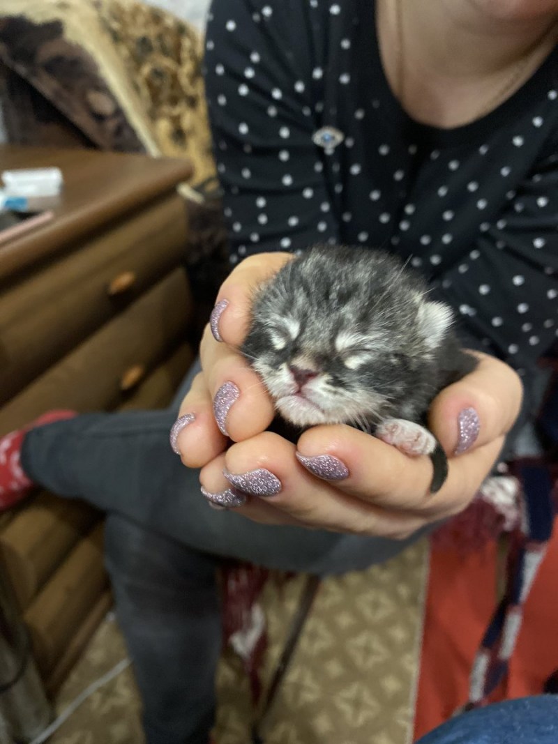 Подобранный рыжий котёнок