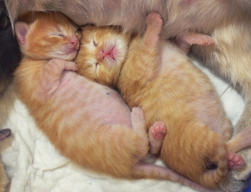2 Недельный котенок