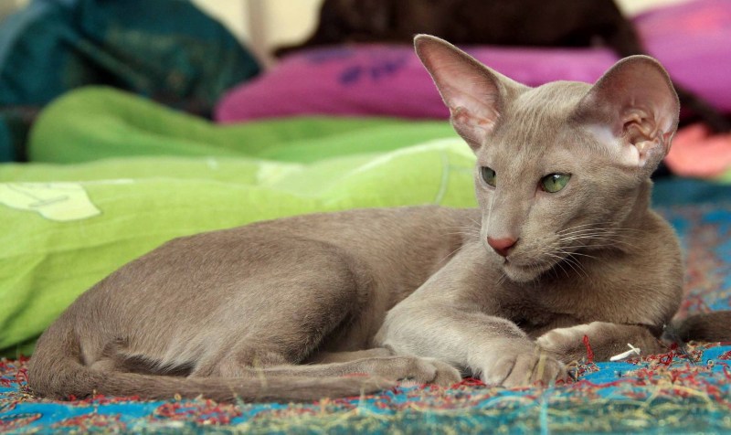 Eastern Grace коты