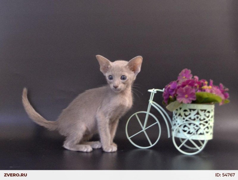 Гавана Браун кошка