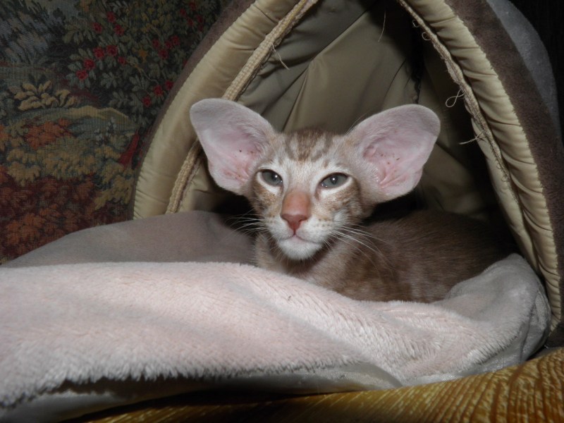 Кот Ориентал орет
