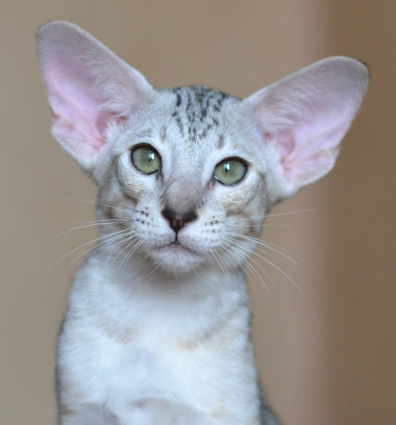 Коты "Liberty World"