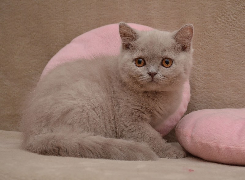 Лиловые британские котята