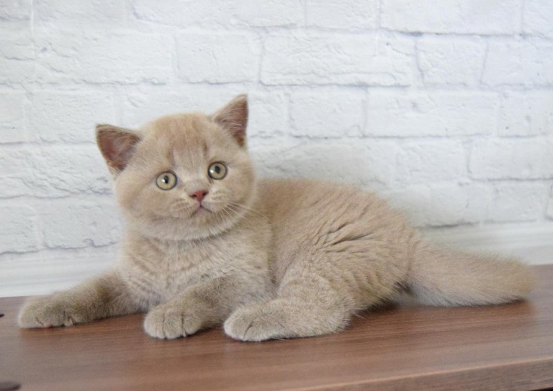 Фото лиловых котят