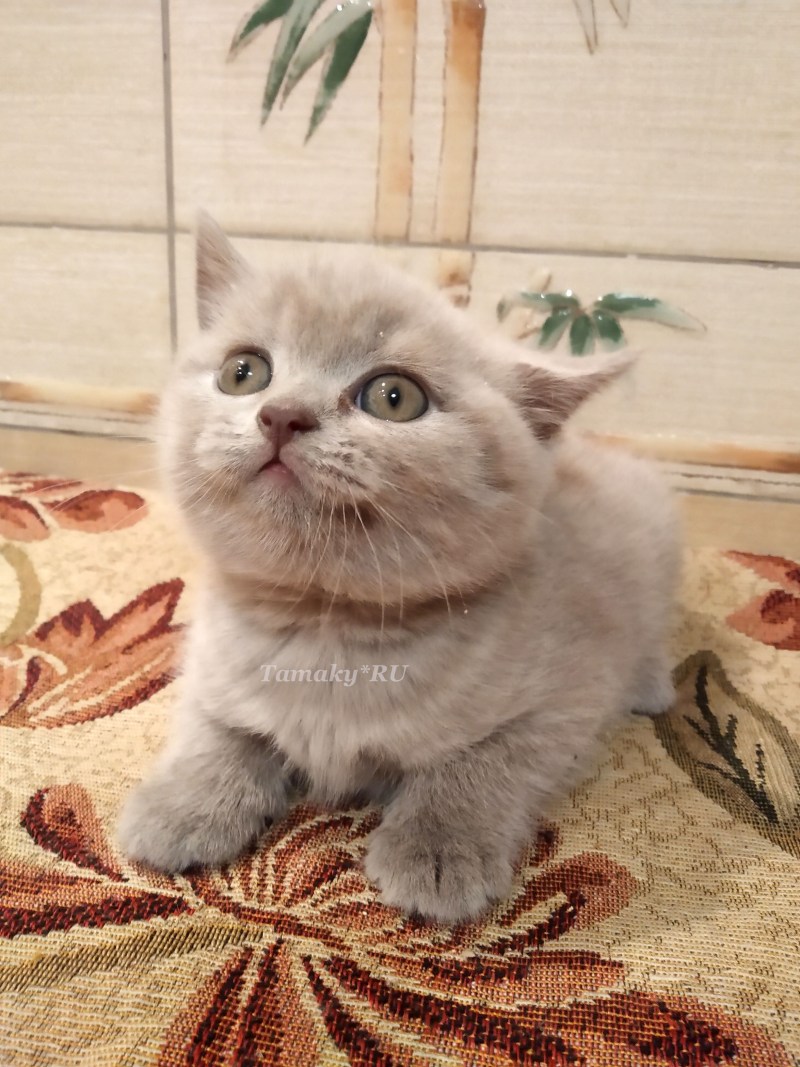 Лиловый британец кот
