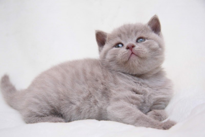 Лиловый британец кот