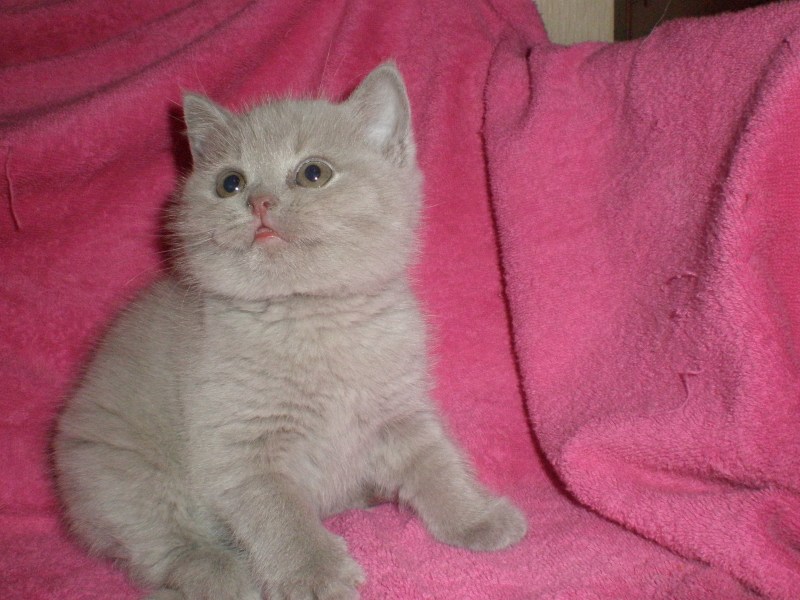 Британские котята в корзинке
