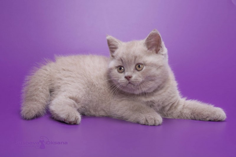 Лиловый британец кот