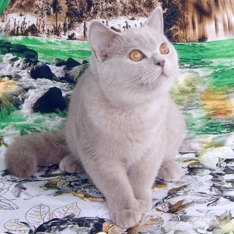 Лиловая кошка
