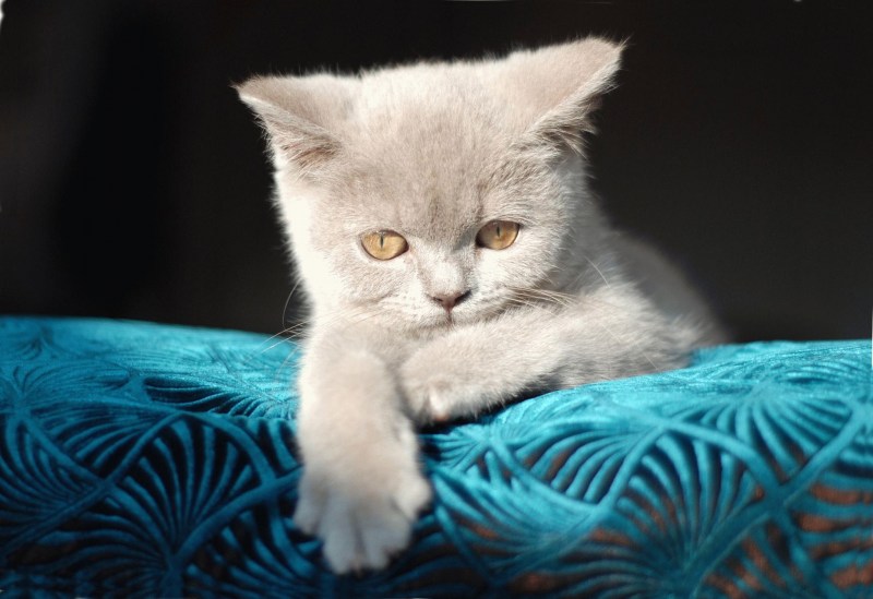Лиловые котята