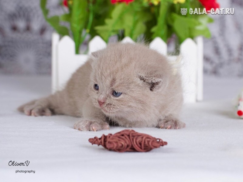 Британка короткошерстная фавн