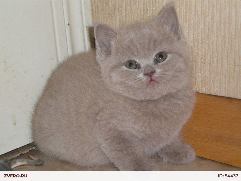 Лиловый британец кот