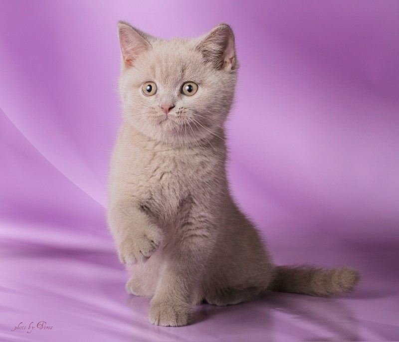 Шотландская короткошерстная лиловая