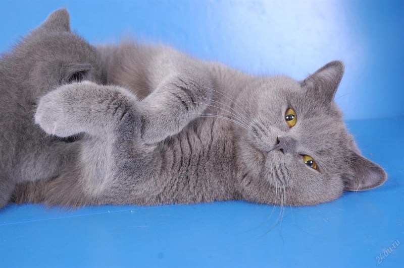 Лиловый британец кот