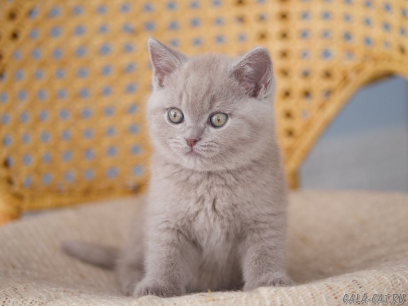 Лиловые британские котята