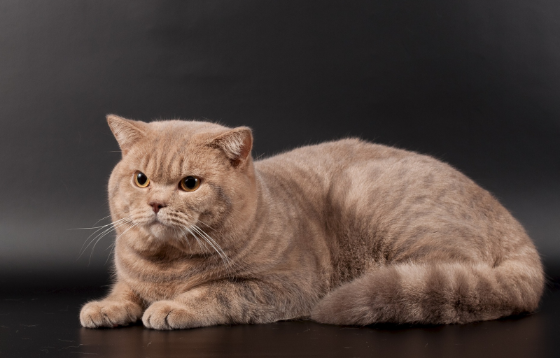 Лиловый британец кот