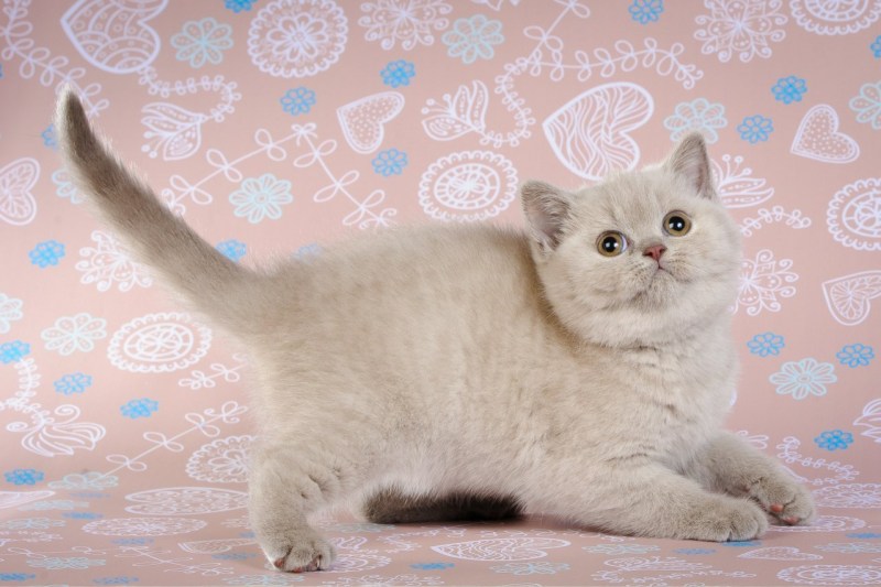 Британская короткошёрстная кошка
