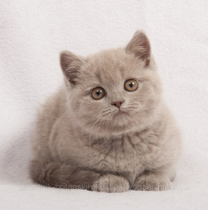 Лиловый британец кот