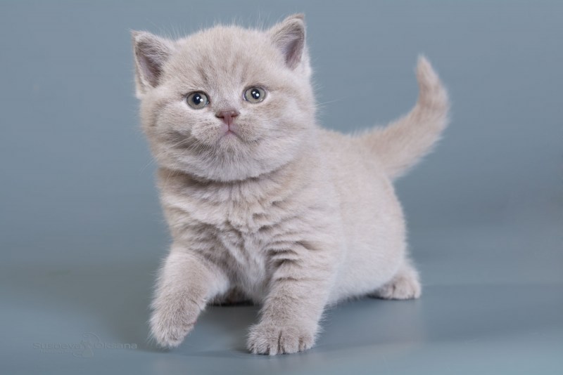 Котенок Британская шиншилла лиловая