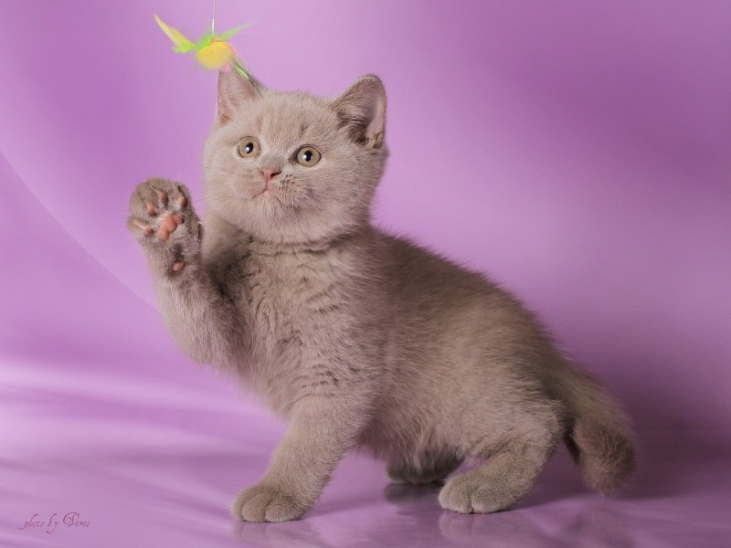 Лиловый британец кот