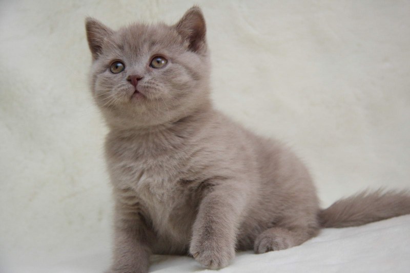 Лиловый британец кот