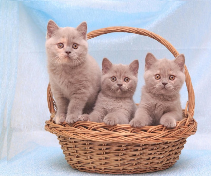 Лиловые британские котята 1 месяц