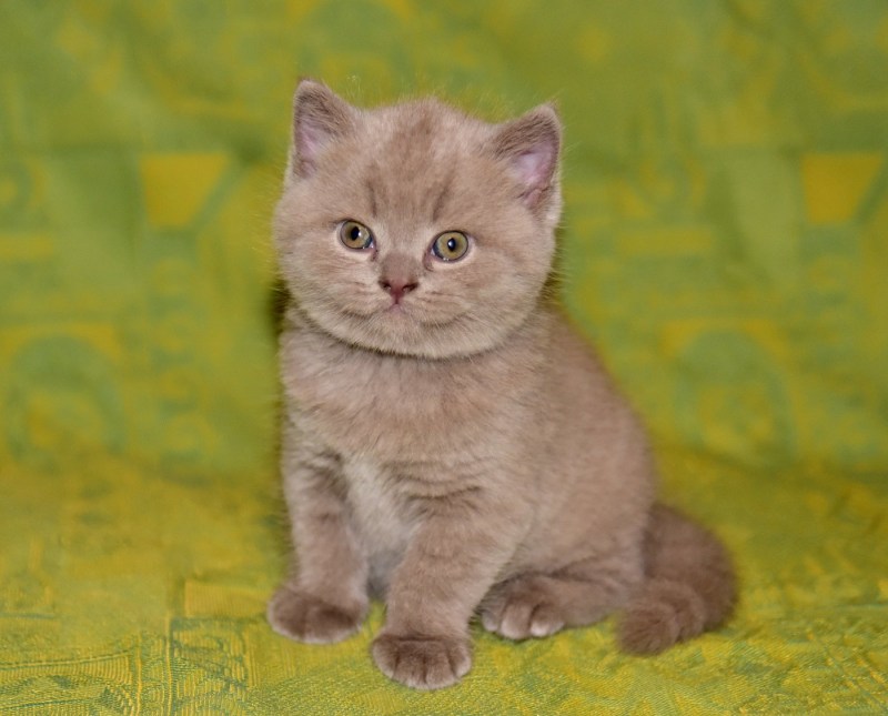 Лиловые британские котята