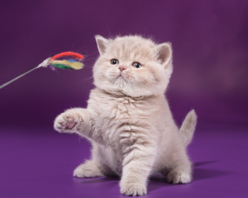 Лиловая кошка