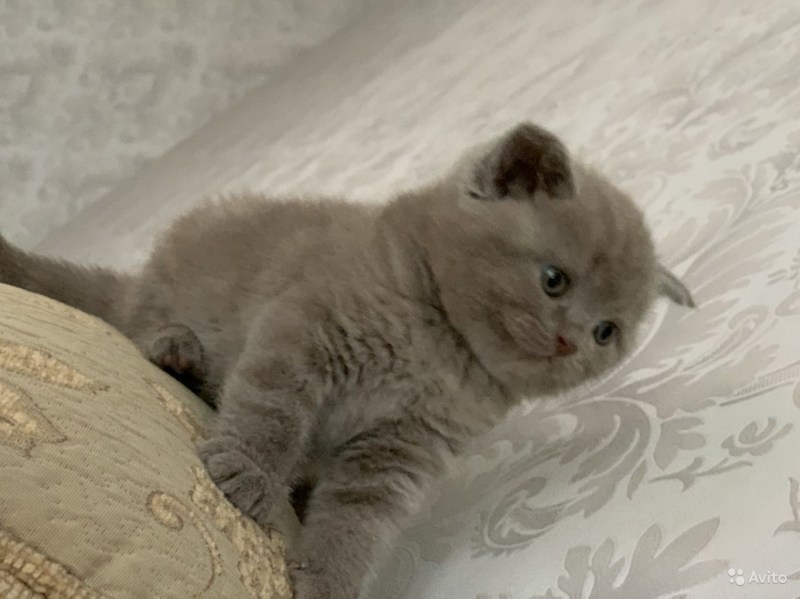 Британский лиловый котенок в 3 месяца