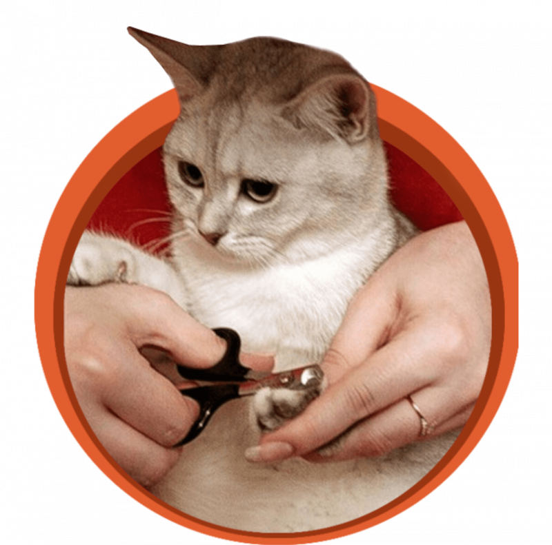 Стрижка когтей у кошек