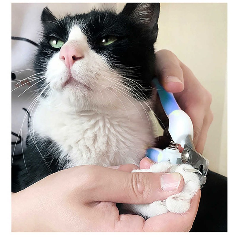 Кот с пилкой для ногтей