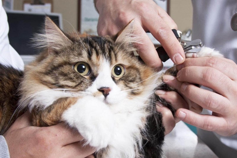 Groom стрижка когтей кошке