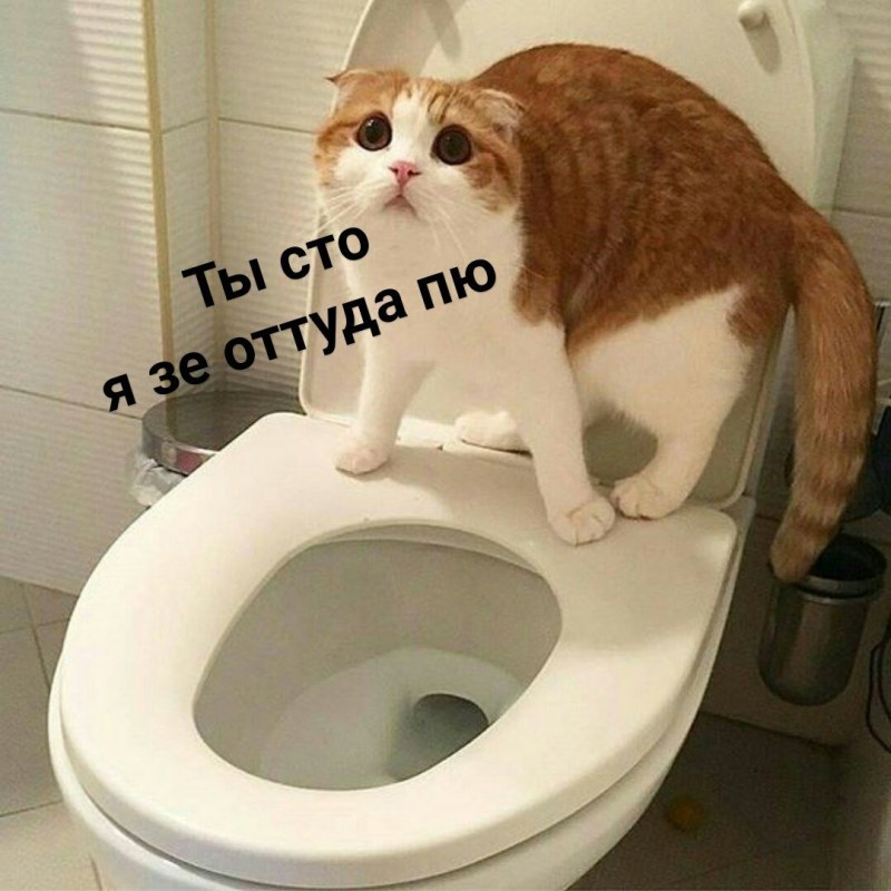 Кот на унитазе