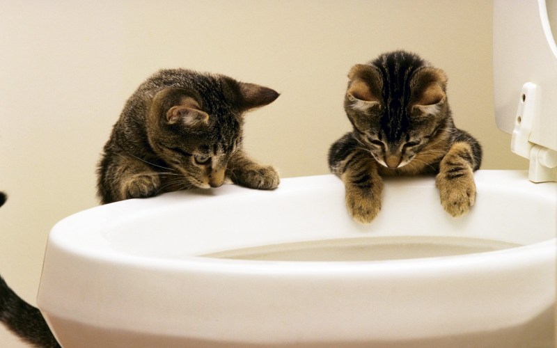 Туалет для котят
