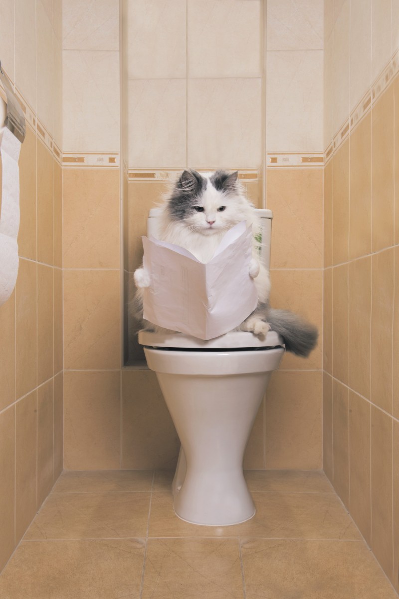 Кот в туалете