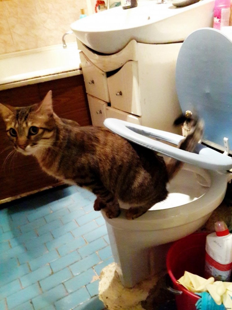 Кот какает