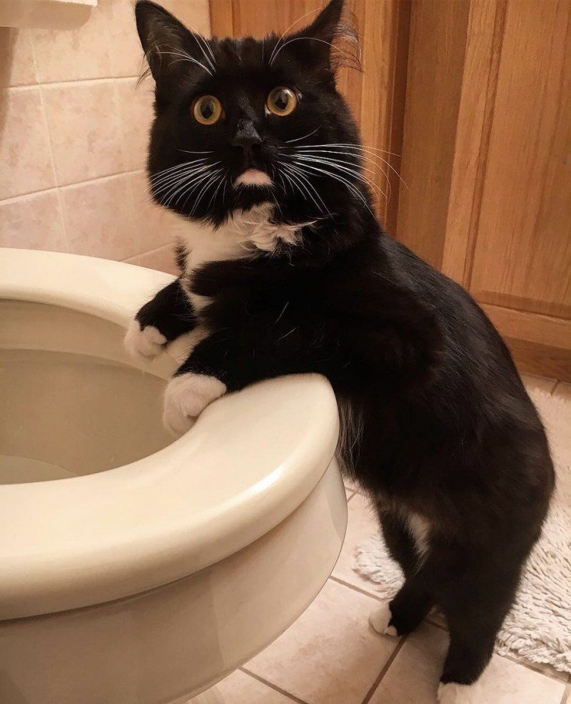 Коты на унитазе