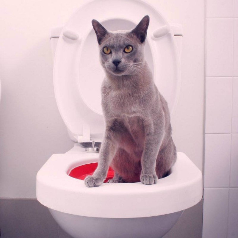 Система приучения кошек к унитазу "Litter Kwitter"