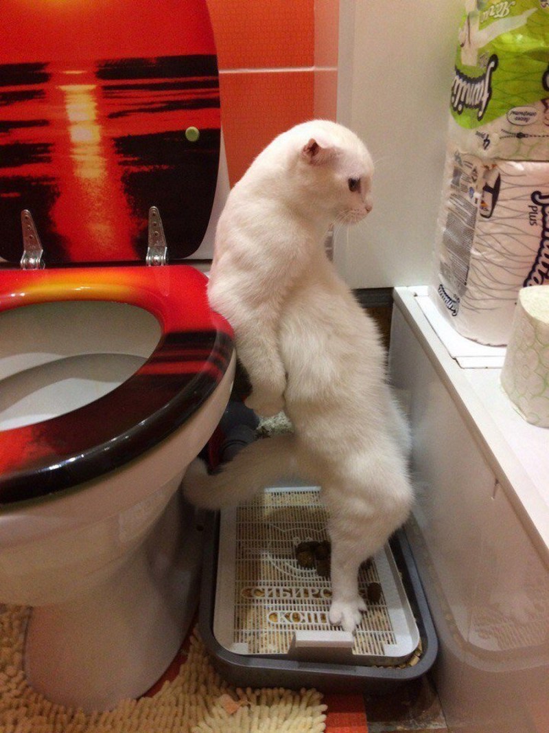 Кот на унитазе