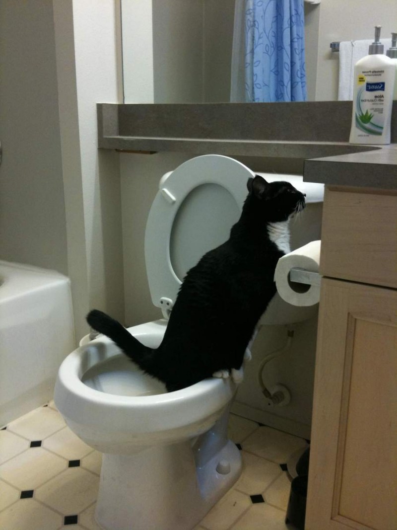 Лоток для котов на унитаз
