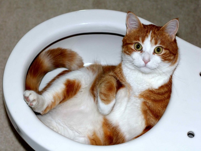 Котенок в унитазе