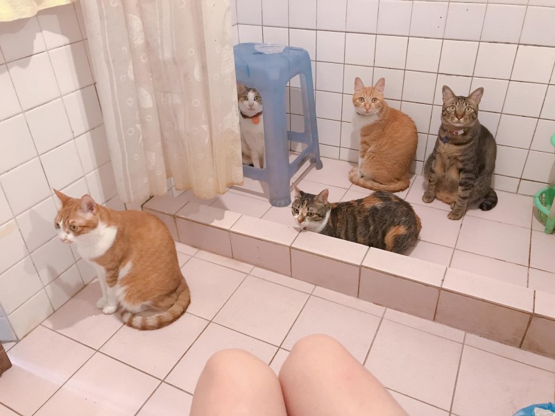 Котенок в унитазе
