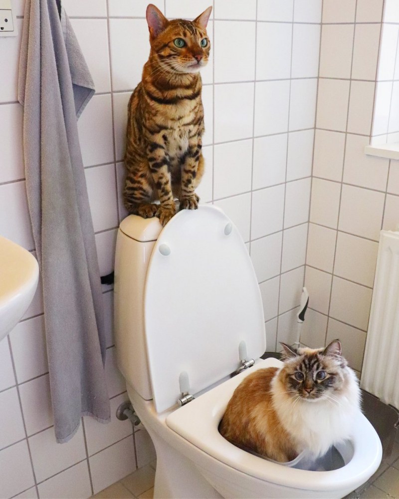 Кот в сортире