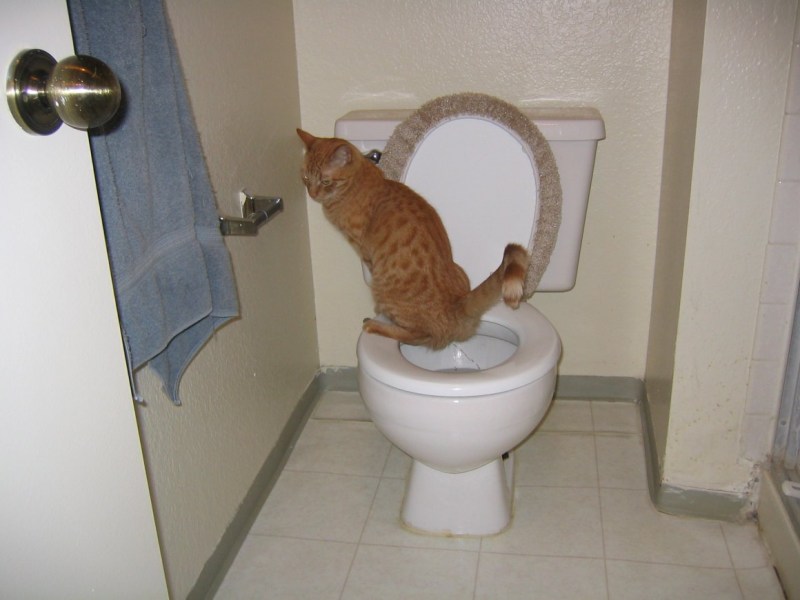 Кот на унитазе