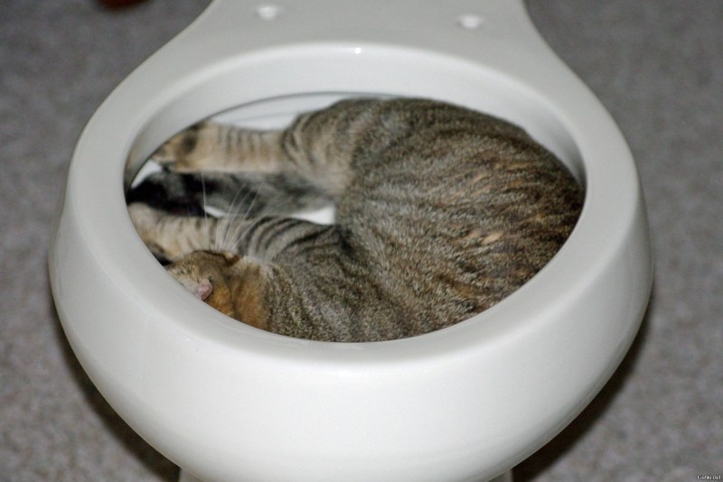 Кот какает
