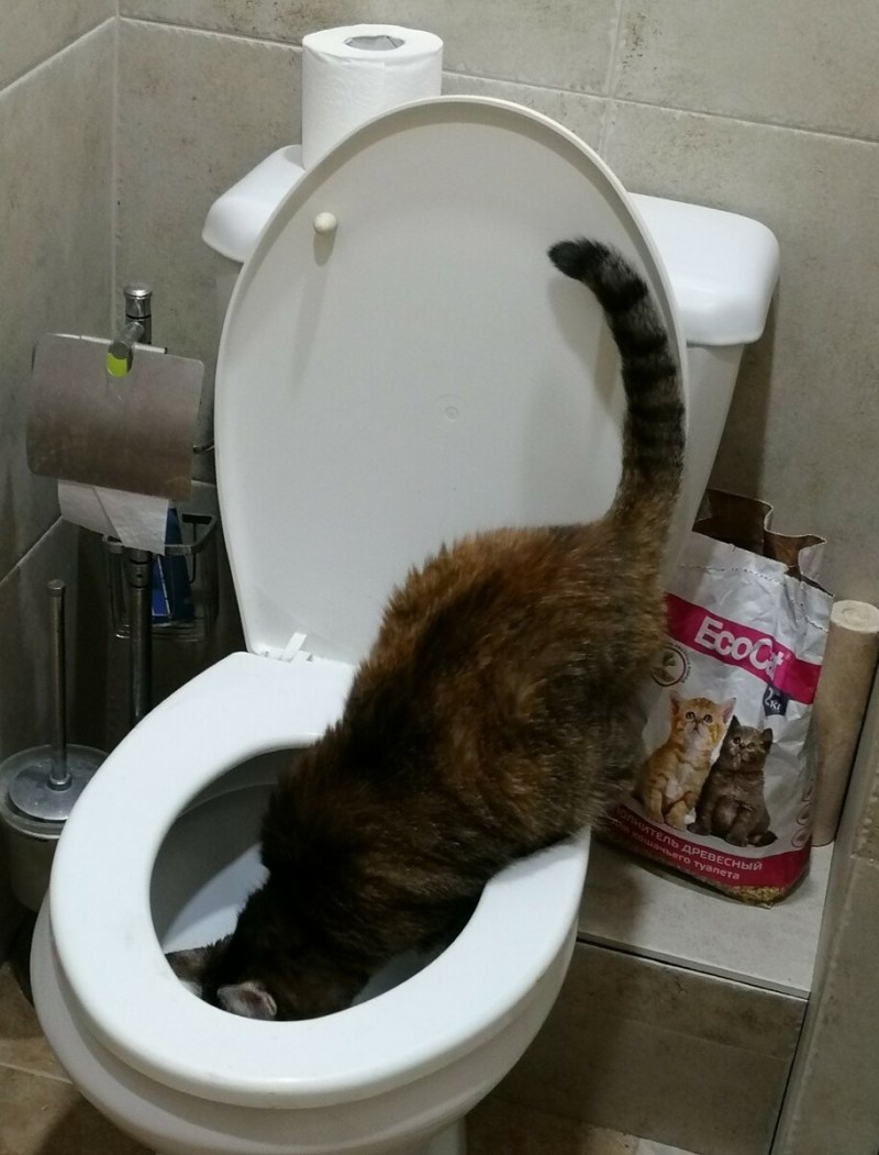 Наклейка на унитаз кот