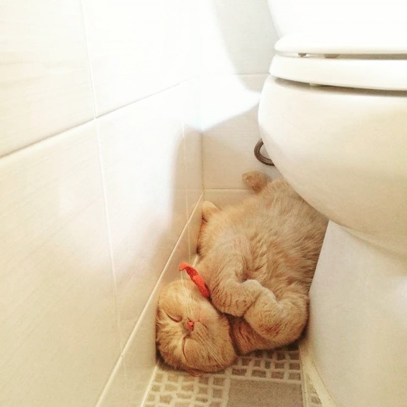 Смешные коты на унитазе